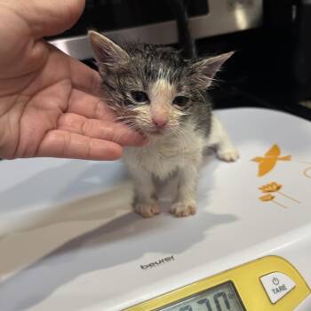 Mariposa 26-07-015 -  Domestic Short Hair Cat for Adoption in Bastrop, Texas - Mariposa 26-07-015 | PetCurious
