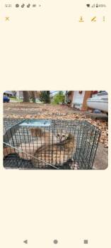 Shutt #18 -  Domestic Short Hair Cat for Adoption in Cromwell, Kentucky - Shutt #18 | PetCurious