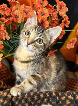 Domestic Short Hair Cats Available for Adoption in Stillwater, Oklahoma - 4/13/26 Parfait | PetCurious