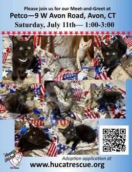 Kittens for Saturday -  Domestic Short Hair and Domestic Long Hair Cat for Adoption in Rocky Hill, Connecticut - Kittens For Saturday | PetCurious