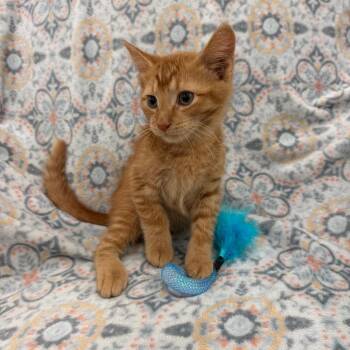 Neo Geo -  Domestic Short Hair Cat for Adoption in Raleigh, North Carolina - Neo Geo | PetCurious