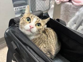 Bella Swan Lake -  Domestic Short Hair Cat for Adoption in New York, New York - Bella Swan Lake | PetCurious