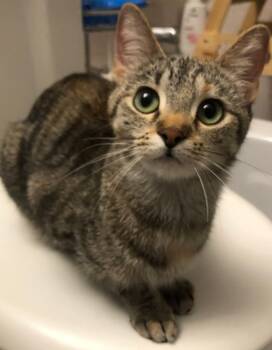 Domestic Short Hair Cats Available for Adoption in Woodstock, Illinois - Dazey | PetCurious