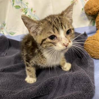 A611115 -  Domestic Short Hair Cat for Adoption in Modesto, California - A611115 | PetCurious