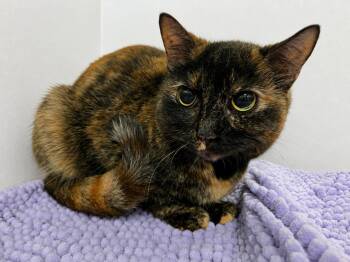 Judy -  Tortoiseshell Cat for Adoption in Greensburg, Pennsylvania - Judy | PetCurious
