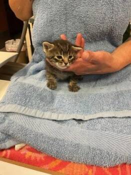 Domestic Short Hair Cats Available for Adoption in Gainesville, Florida - Kit | PetCurious