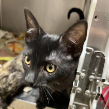 Kilo -  Domestic Short Hair Cat for Adoption in Sonoma, California - Kilo | PetCurious