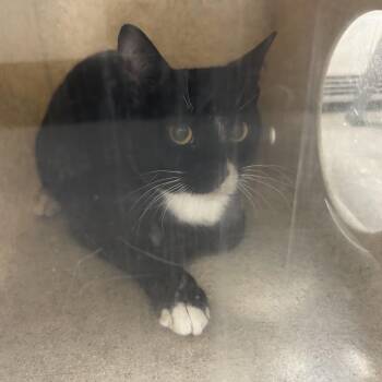 Domestic Short Hair Cats Available for Adoption in Philadelphia, Pennsylvania - Wobble | PetCurious