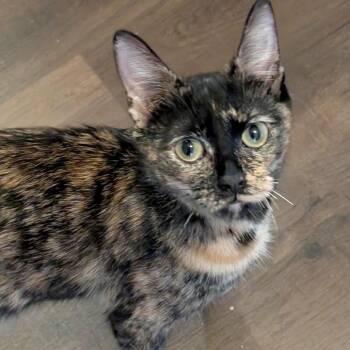 Skittles -  Domestic Short Hair Cat for Adoption in Austin, Texas - Skittles | PetCurious
