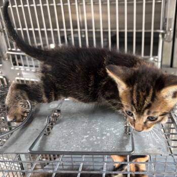 Fitzy -  Domestic Short Hair Cat for Adoption in Edinburg, Texas - Fitzy | PetCurious