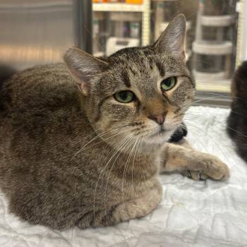 Domestic Short Hair Cats Available for Adoption - Mirabella | PetCurious