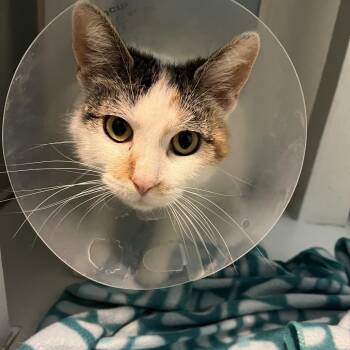 Domestic Short Hair Cats Available for Adoption - Star | PetCurious