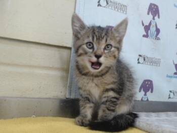 Domestic Short Hair Cats Available for Adoption in Orlando, Florida - DOLL | PetCurious
