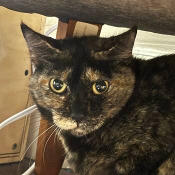Rescue Domestic Short Hair Cats for Adoption in New York, New York - Nibbles | PetCurious