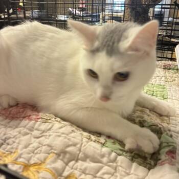 Blink -  Domestic Short Hair Cat for Adoption in Pennsville Township, New Jersey - Blink | PetCurious