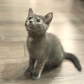 Rescue Domestic Short Hair Cats for Adoption in Kansas City, Missouri - Ruffles | PetCurious