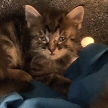Ivy -  Domestic Short Hair Cat for Adoption in Reno, Nevada - Ivy | PetCurious