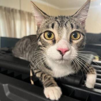 Rescue Domestic Short Hair Cats for Adoption in Warr Acres, Oklahoma - Bugs Bunny | PetCurious