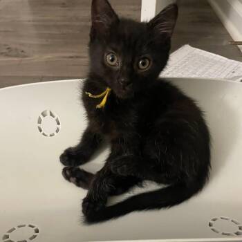 Wilma @ Petco -  Domestic Medium Hair Cat for Adoption in Carmel, Indiana - Wilma @ Petco | PetCurious