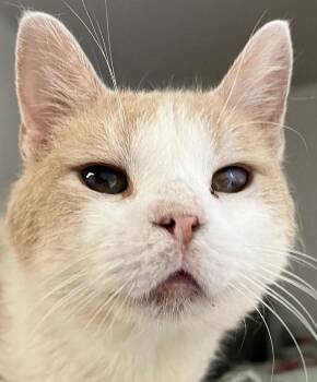 McGregor -  Domestic Short Hair Cat for Adoption in Robinson, Illinois - McGregor | PetCurious