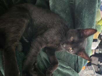 Harmonica -  Domestic Short Hair Cat for Adoption in Bethel Park, Pennsylvania - Harmonica | PetCurious