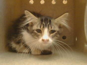 PETRA -  Domestic Medium Hair and Domestic Short Hair Cat for Adoption in Sacramento, California - PETRA | PetCurious