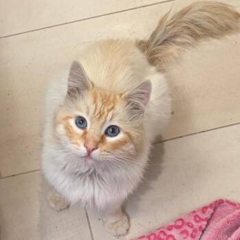 Phoenix -  Siamese Cat for Adoption in Tustin, California - Phoenix | PetCurious