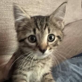 Claudia -  Domestic Short Hair Cat for Adoption in Columbia, Missouri - Claudia | PetCurious