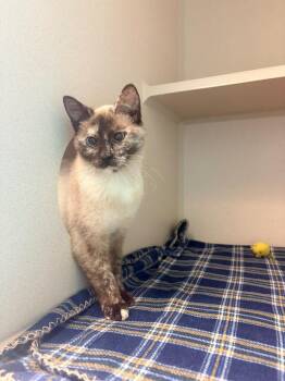 Domestic Short Hair Cats Available for Adoption in Morgantown, Kentucky - Sj | PetCurious