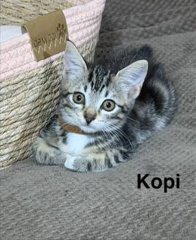 Kopi -  Tabby and Domestic Short Hair Cat for Adoption in Buford, Georgia - Kopi | PetCurious