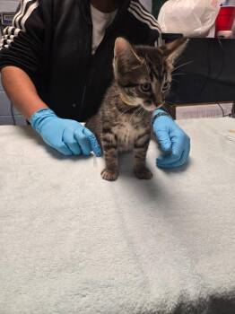 Zippo -  Domestic Short Hair Cat Available for Adoption in Detroit, Michigan - Zippo | PetCurious