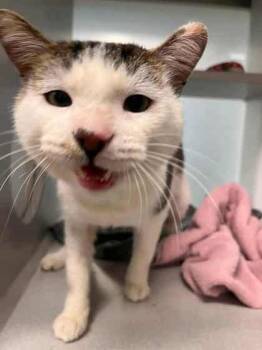 Rescue Domestic Short Hair Cats for Adoption in Atlanta, Georgia - Rocita | PetCurious