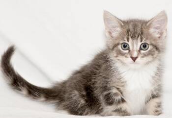 Alcove -  Domestic Short Hair Cat for Adoption in Washburn, Wisconsin - Alcove | PetCurious