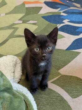 Shadowheart -  Domestic Short Hair Cat for Adoption in Ocala, Florida - Shadowheart | PetCurious
