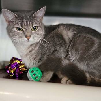 Domestic Short Hair Cats Available for Adoption in Myrtle Beach, South Carolina - Misha  | PetCurious