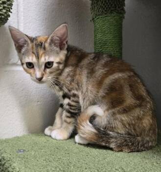 Astra 296-26 -  Domestic Short Hair Cat for Adoption in Cumming, Georgia - Astra 296-26 | PetCurious