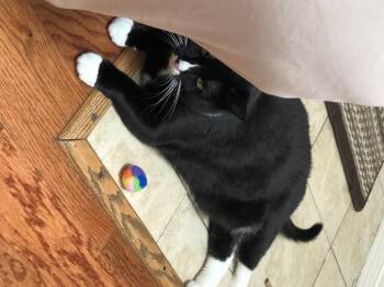 Domestic Short Hair Cats Available for Adoption - Marie | PetCurious