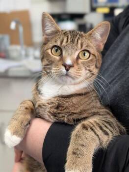 Domestic Short Hair Cats Available for Adoption in Canfield, Ohio - BERT | PetCurious