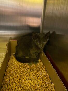 Nash -  Domestic Short Hair Cat for Adoption in Jackson, Tennessee - Nash | PetCurious