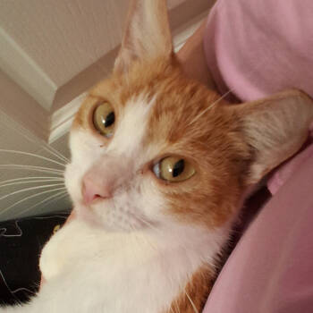 Rescue Domestic Short Hair Cats for Adoption in Merrifield, Virginia - Calypso Dodd | PetCurious