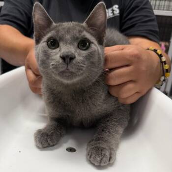 Asbestos -  Domestic Short Hair Cat for Adoption in Waynesville, North Carolina - Asbestos | PetCurious