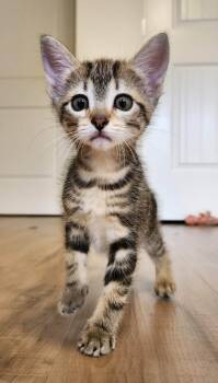 Domestic Short Hair Cats Available for Adoption in Rochester, Washington - El | PetCurious