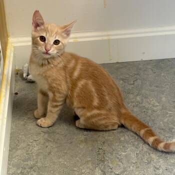 Pecan Sandy -  Domestic Short Hair Cat for Adoption in Morristown, Vermont - Pecan Sandy | PetCurious