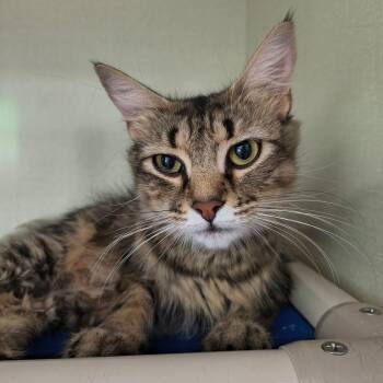 Blondie -  Domestic Medium Hair Cat for Adoption in Saint Marys, Pennsylvania - Blondie | PetCurious