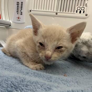 Earth -  Domestic Short Hair Cat for Adoption in Lynchburg, Virginia - Earth | PetCurious