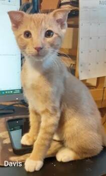 Davis -  Domestic Short Hair Cat for Adoption in North Highlands, California - Davis | PetCurious