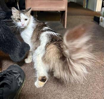 Cassie -  Domestic Long Hair Cat for Adoption in Melville, New York - Cassie | PetCurious