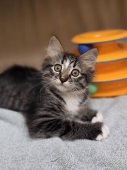 Owl -  Domestic Medium Hair and Domestic Short Hair Cat for Adoption in Westland, Michigan - Owl | PetCurious