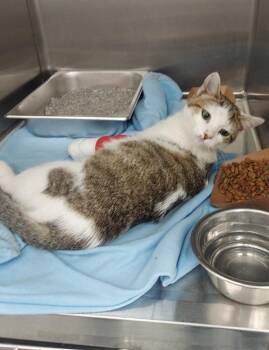 Feta -  Domestic Short Hair Cat Available for Adoption in Hartsville, South Carolina - Feta | PetCurious