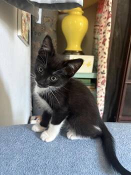 DOT -  Domestic Short Hair Cat for Adoption in Orlando, Florida - DOT | PetCurious